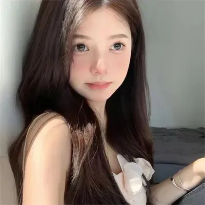 飞贼白菊花